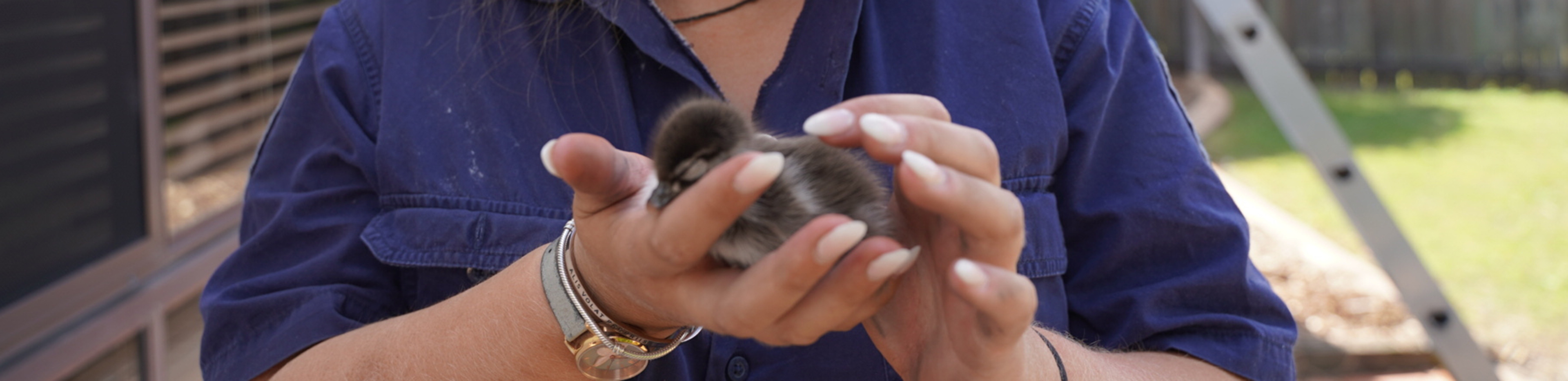 small duckling in hands